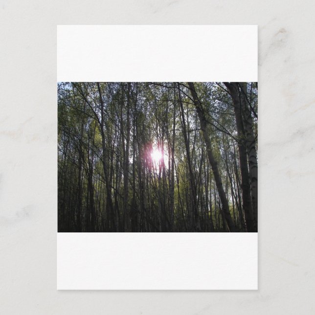 Alaskan Sun Postcard (Front)
