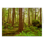 Alaskan Temperate Rainforest