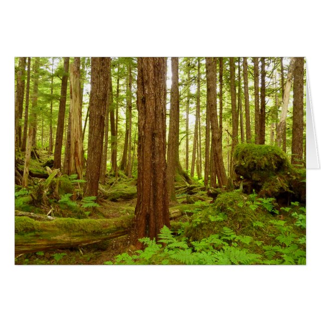 Alaskan Temperate Rainforest Cards (Front Horizontal)
