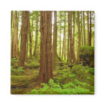 Alaskan Temperate Rainforest Magnet