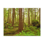 Alaskan Temperate Rainforest Postcard