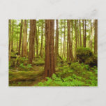 Alaskan Temperate Rainforest Postcard