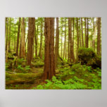 Alaskan Temperate Rainforest Poster