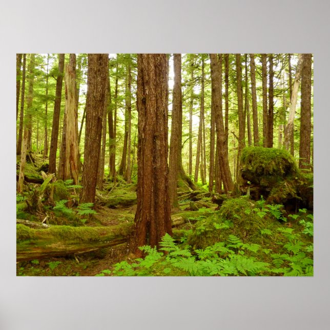 Alaskan Temperate Rainforest Poster (Front)