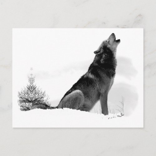 Alaskan Timber Wolf Postcard