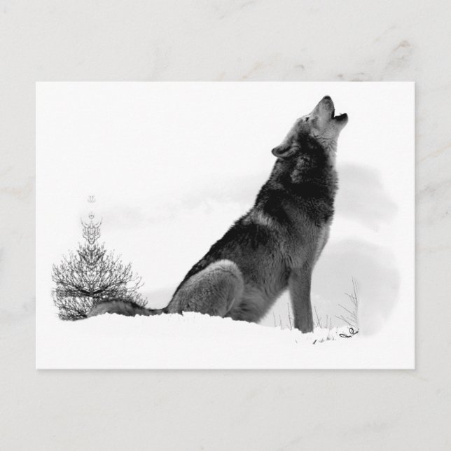 Alaskan Timber Wolf Postcard (Front)
