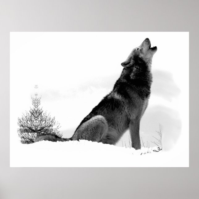 Alaskan Timber Wolf Poster (Front)