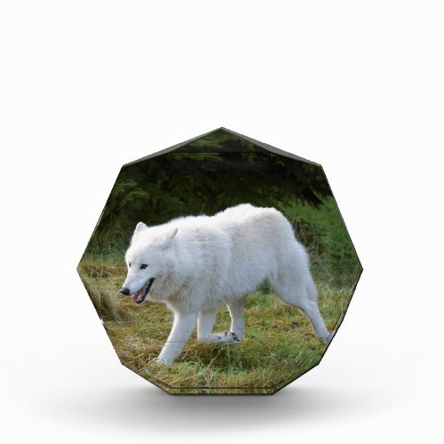Alaskan White Timber Wolf Award