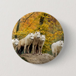 Alaskan White Wolves in the forest Button