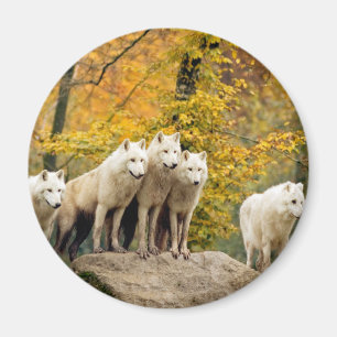 Alaskan White Wolves in the forest Magnet