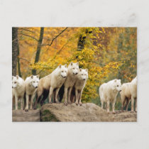 Alaskan White Wolves in the forest Postcard