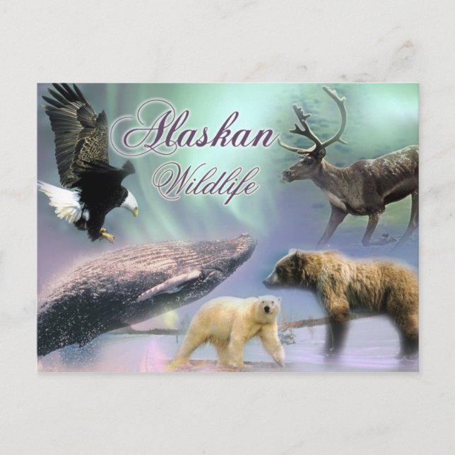 Alaskan Wildlife Postcard (Front)