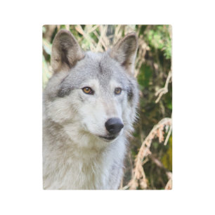 Alaskan Wolf Portrait Metal Print