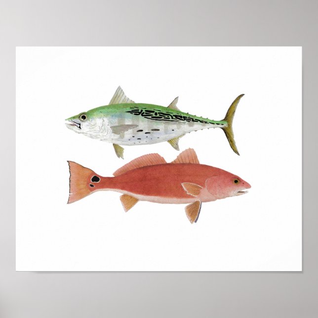 Albacore & Redfish Artwork Poster (Front)