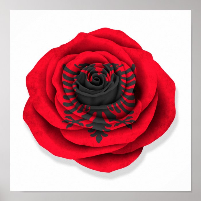 Albanian Rose Flag on White Poster