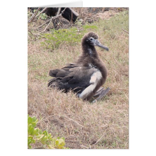 Albatross Chick (Front)