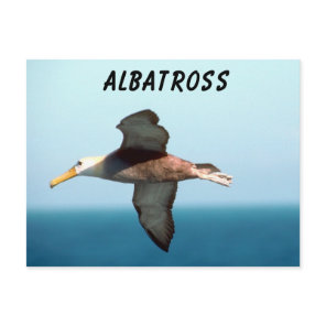 Albatross Flying Postcard