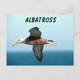 Albatross Flying Postcard