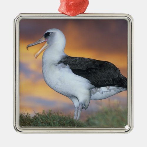 Albatross Laysan Diomedea immutabilis USA Metal Ornament