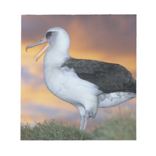 Albatross Laysan Diomedea immutabilis USA Notepad
