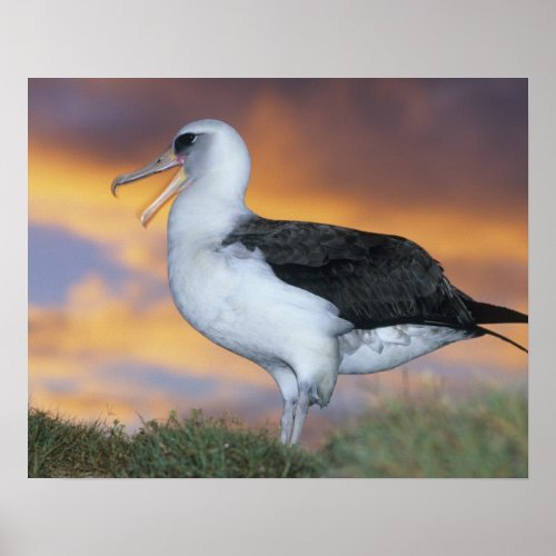 Albatross Laysan Diomedea immutabilis USA Poster