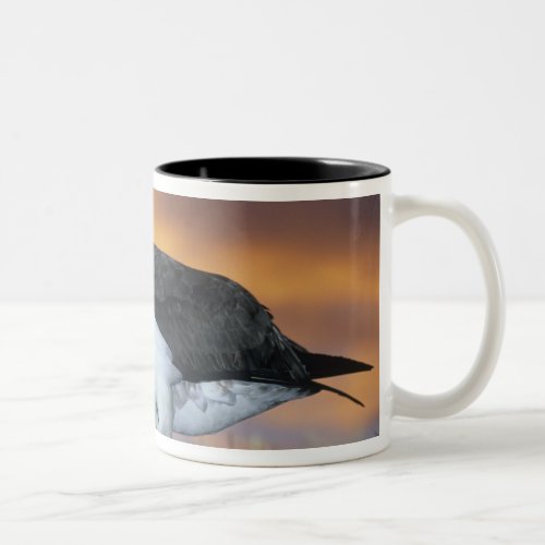 Albatross Laysan Diomedea immutabilis USA Two_Tone Coffee Mug