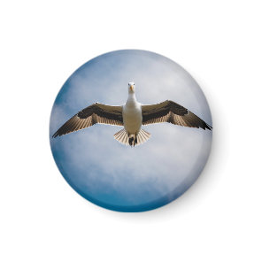 Albatross  magnet