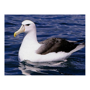 Albatross Poster