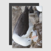 Albatross with a chick (Front/Back)