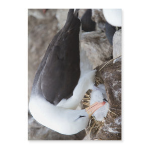 Albatross with a chick