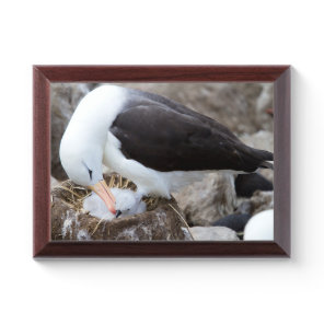 Albatross with a chick award plaque