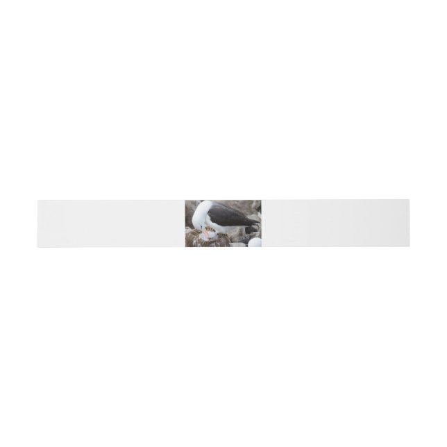 Albatross with a chick invitation belly band (Flat)