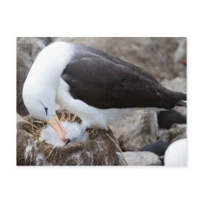 Albatross with a chick postcard