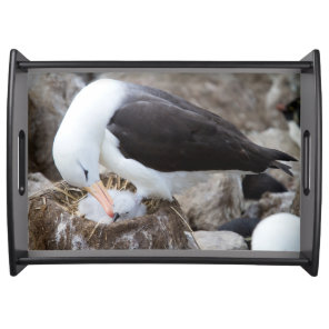 Albatross with a chick serving tray