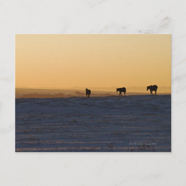 Alberta, Canada 3 Postcard (Front)