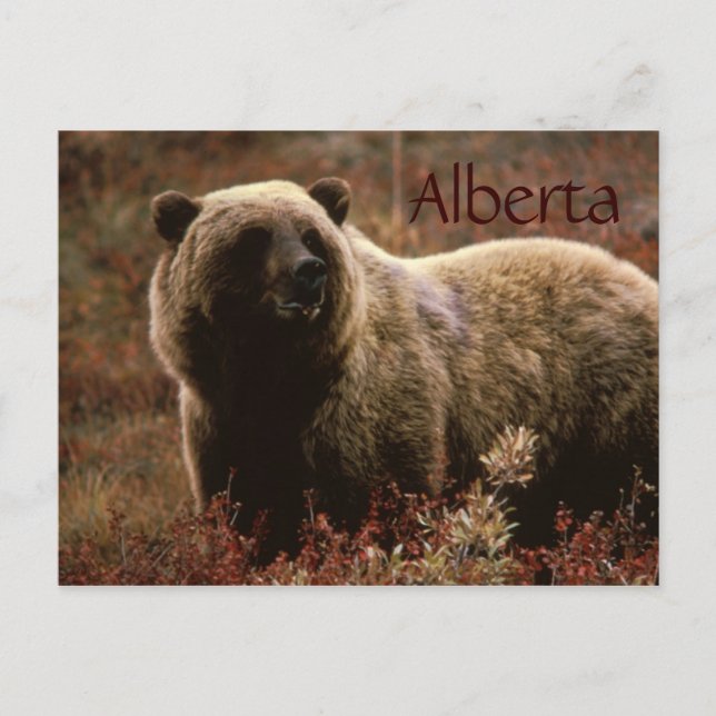 Alberta grizzly bear postcard (Front)