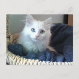 Albi sweetheart kitty postcard