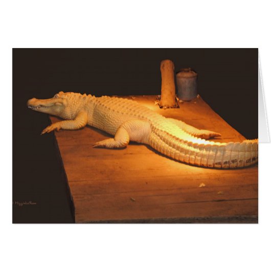 Albino Alligator Cards (Front Horizontal)