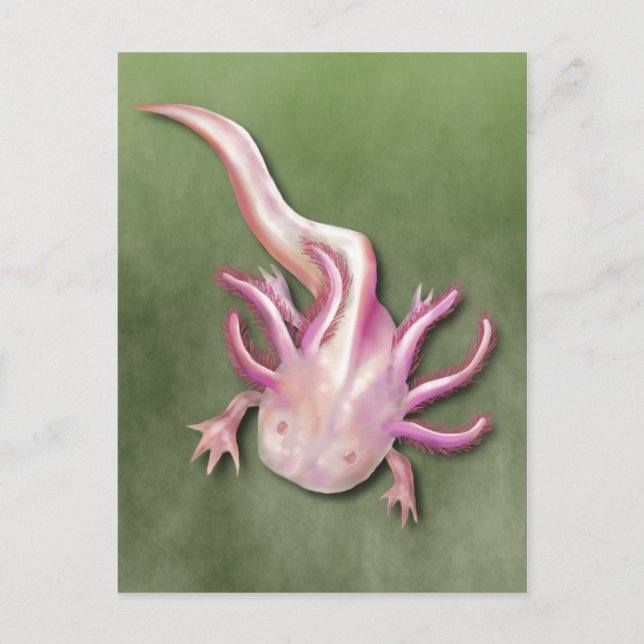 Albino Axolotl "Walking Fish" Art Postcard (Front)