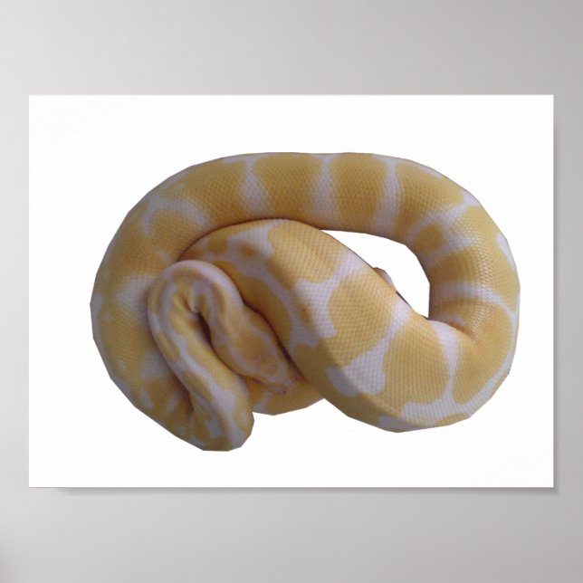 Albino Ball Python Poster (Front)