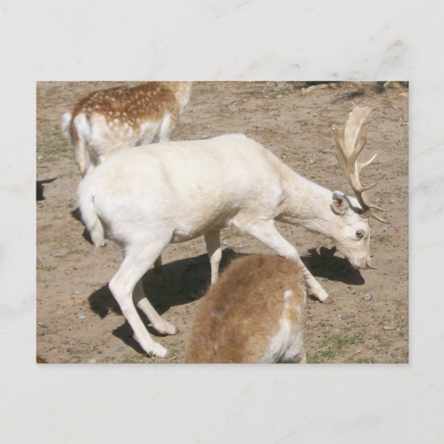 Albino Buck Postcard (Front)