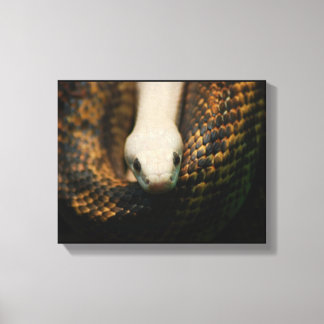 Albino Cornsnake on Canvas