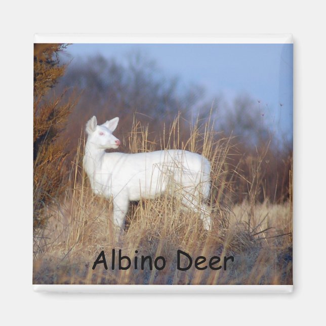 Albino Deer Magnet (Front)
