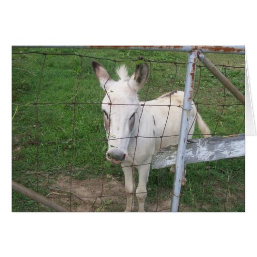 Albino Donkey Cards (Front Horizontal)