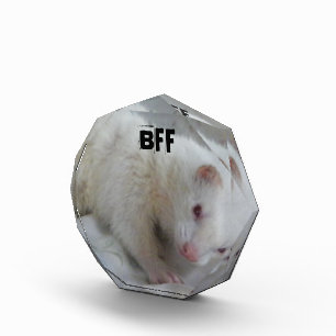 Albino Ferret Picture Award