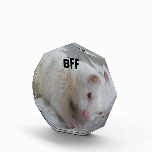 Albino Ferret Picture Award (Right)