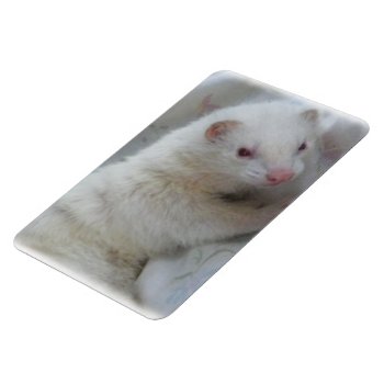 Albino Ferret Picture Magnet by Visages at Zazzle
