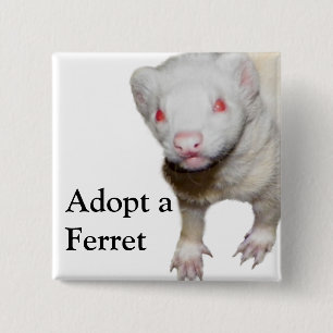 Albino Ferret Picture Pinback Button