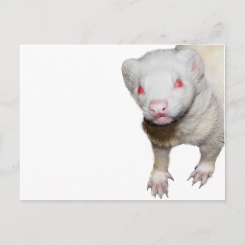 Albino Ferret Picture Postcard