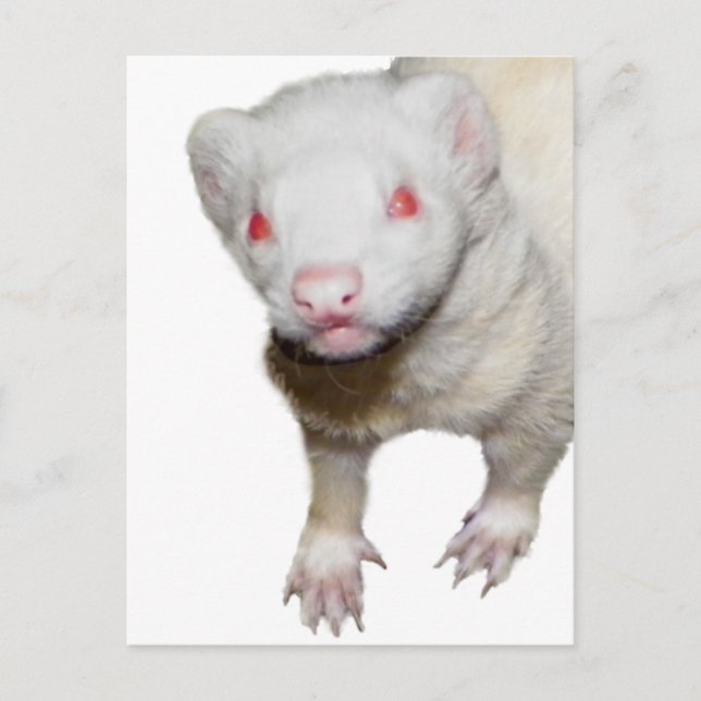 Albino Ferret Picture Postcard (Front)